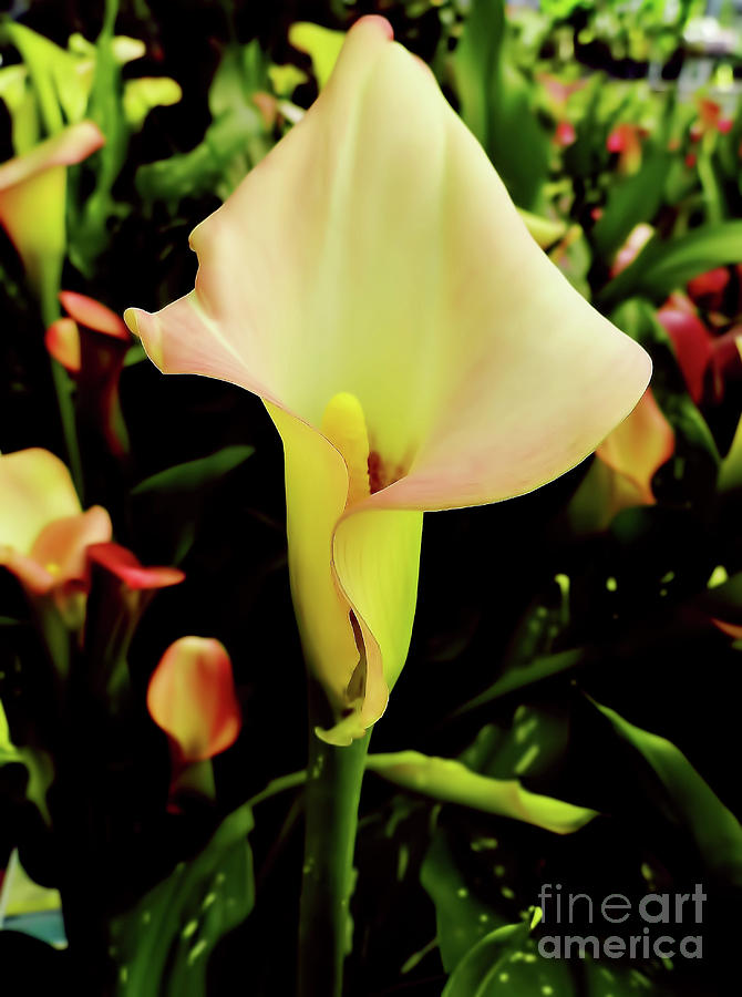 Yellow Calla Lily Beauty Photograph by D Hackett