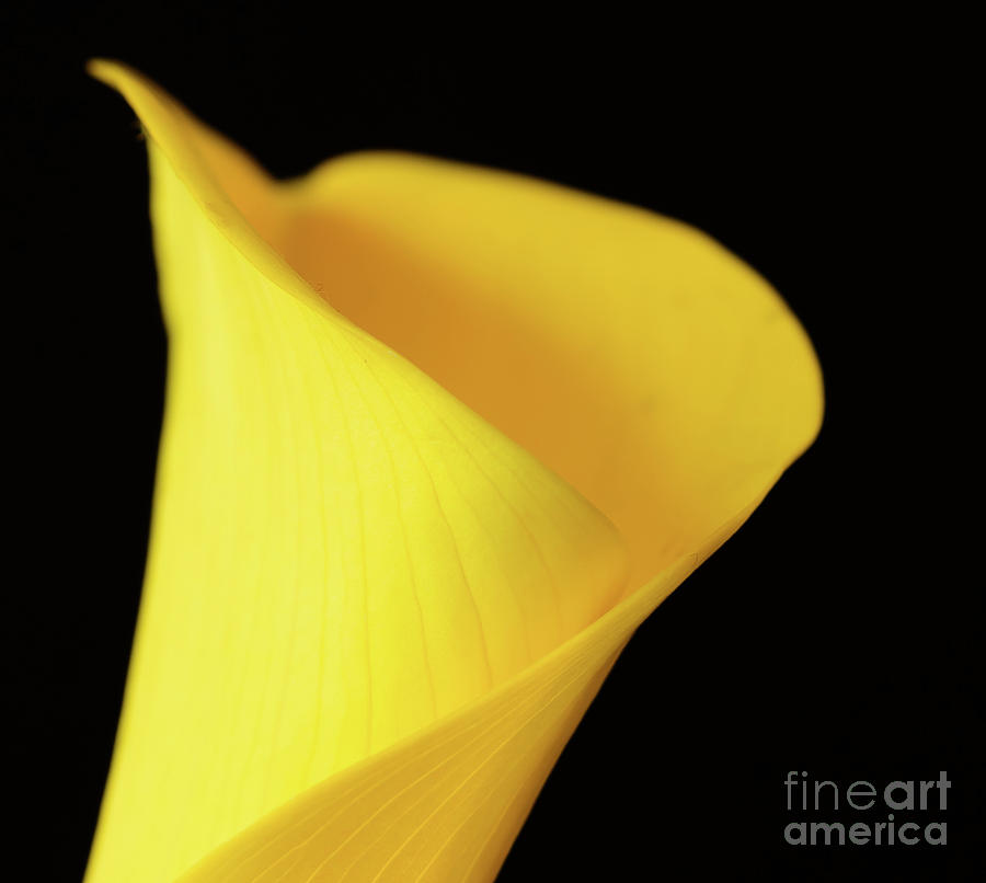 Yellow calla lily Photograph by Colin Rayner