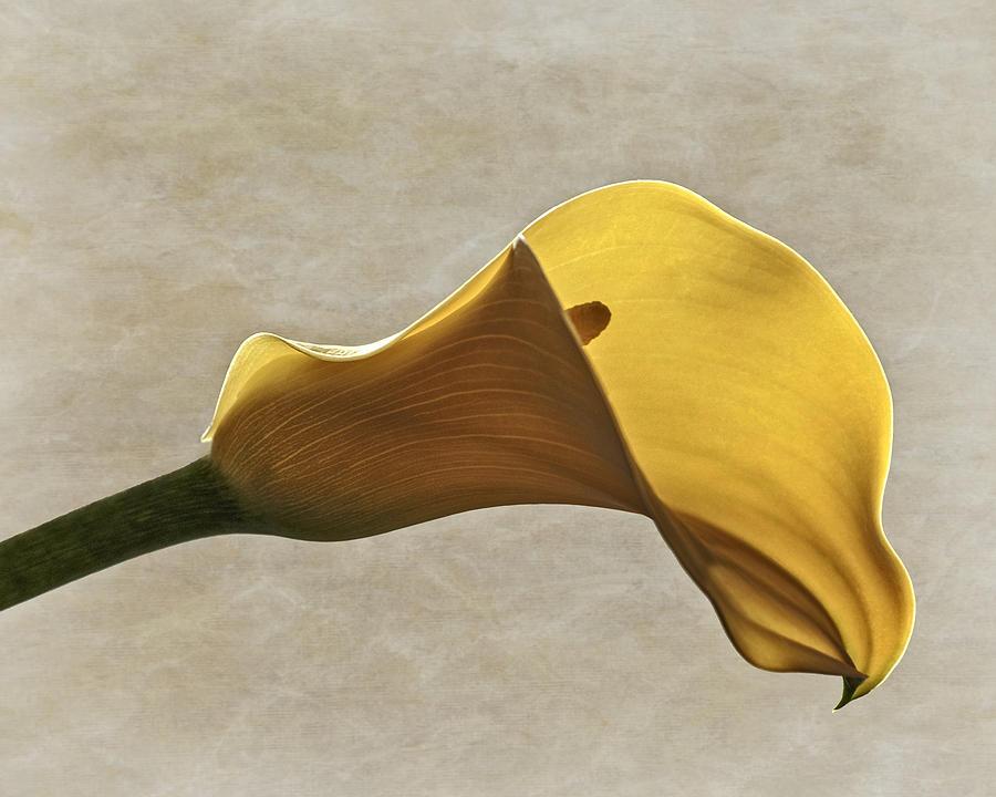 Yellow Calla Lily Photograph by Wes and Dotty Weber