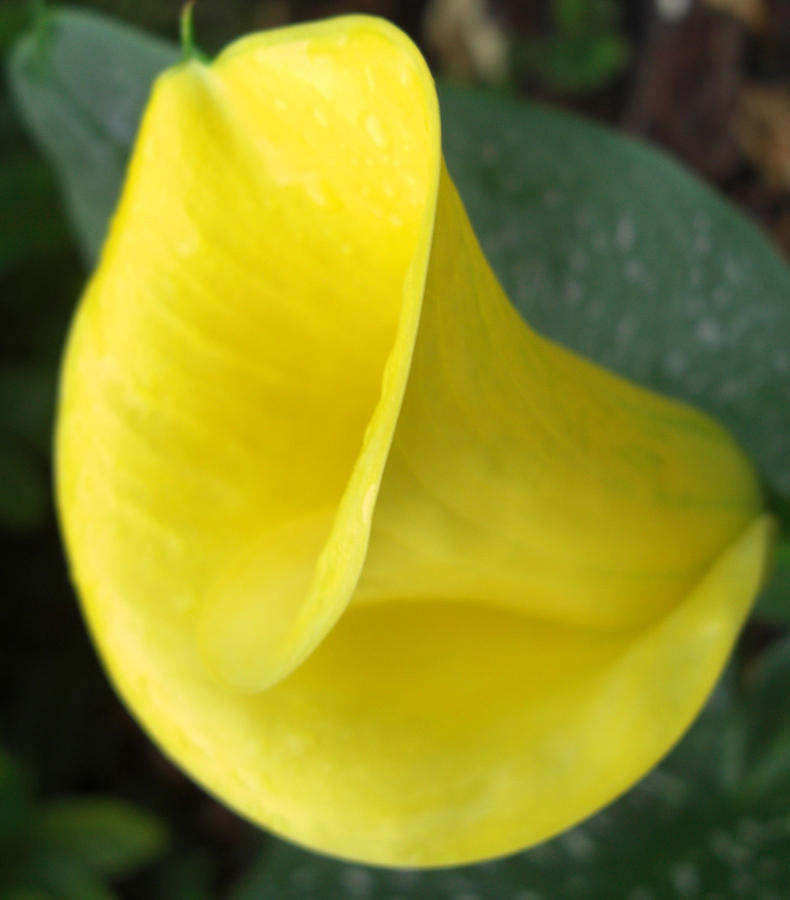 Lily Photograph - Yellow Calla Lily by Frederic Kohli