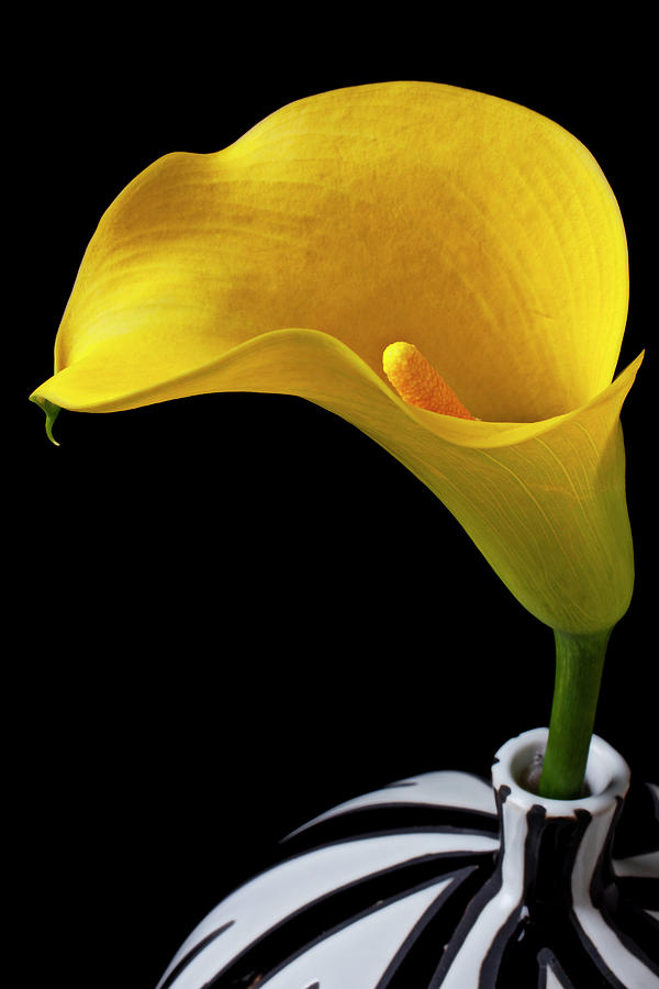Nature Photograph - Yellow calla lily in black and white vase by Garry Gay