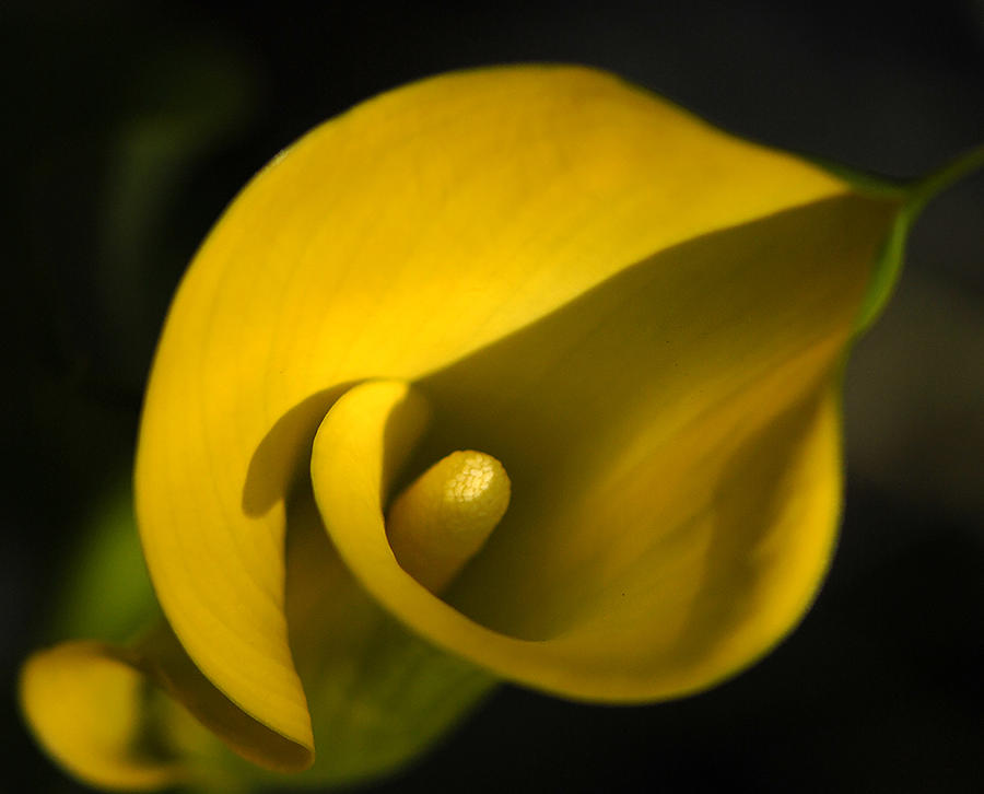 Yellow Calla Lily Photograph by Jim Atkins Fine Art America