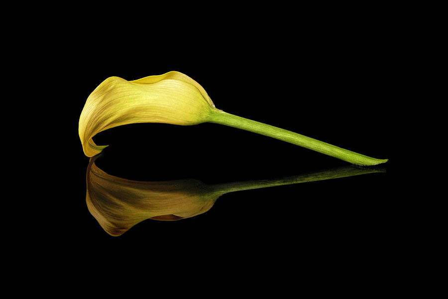 Yellow Calla Lily Photograph by Michelle Whitmore