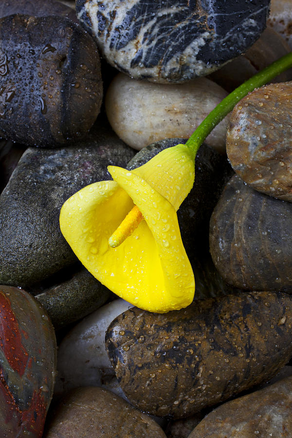 Lily Photograph - Yellow Calla Lily On Rocks by Garry Gay