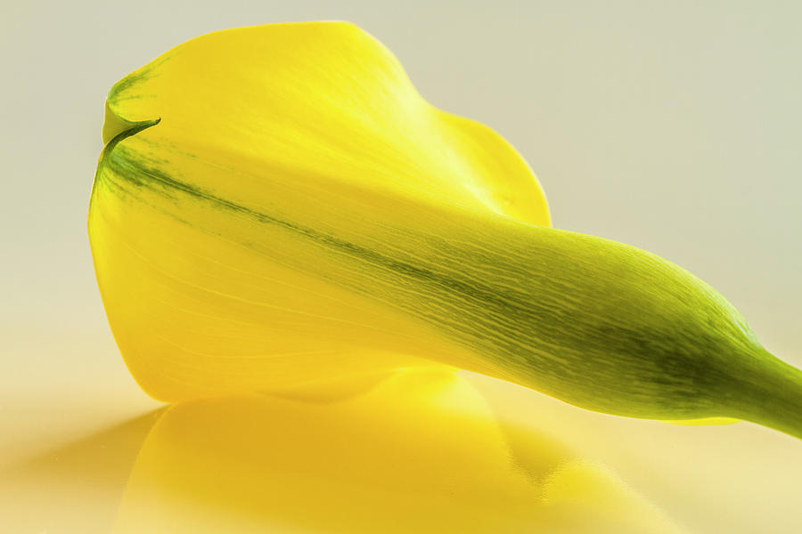Yellow Calla Lily Reflection Photograph by Teri Virbickis