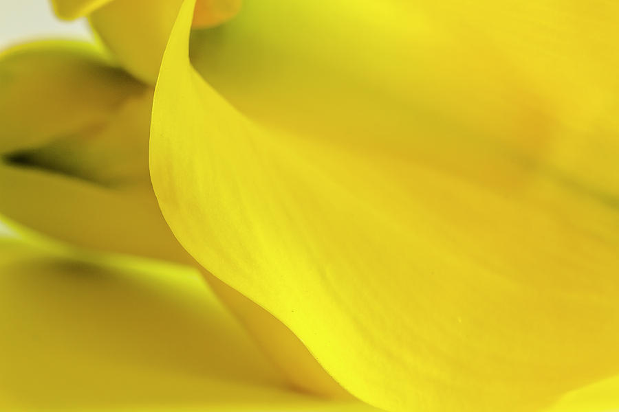 Yellow Calla Lily Photograph by Teri Virbickis