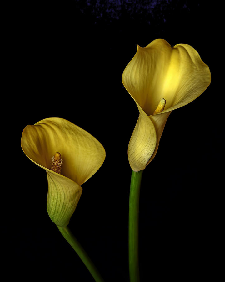 Yellow Callas Photograph by Wes and Dotty Weber