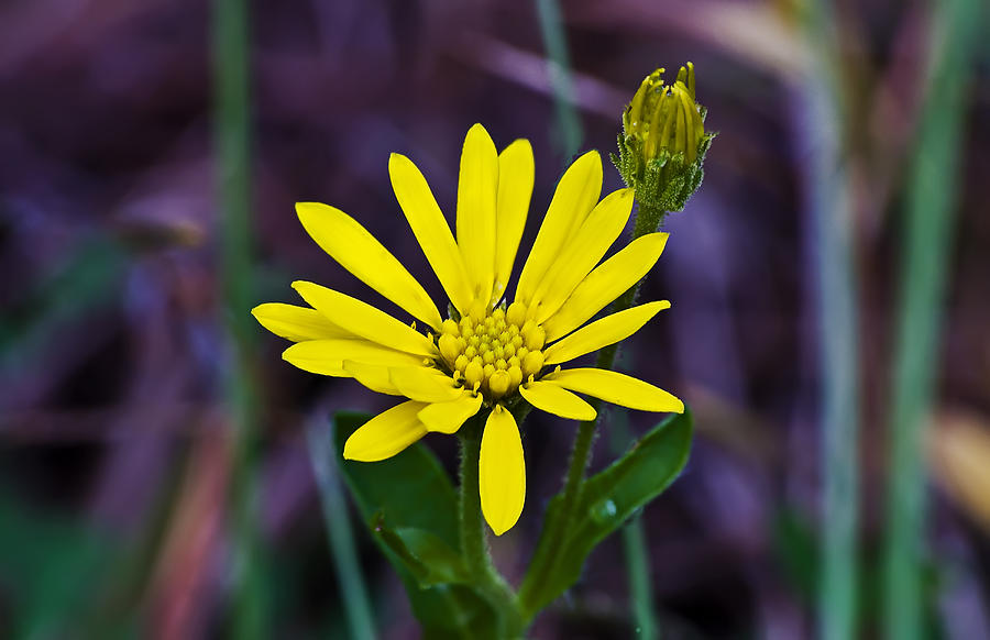 Yellow Camphorweed Photograph by Michael Whitaker