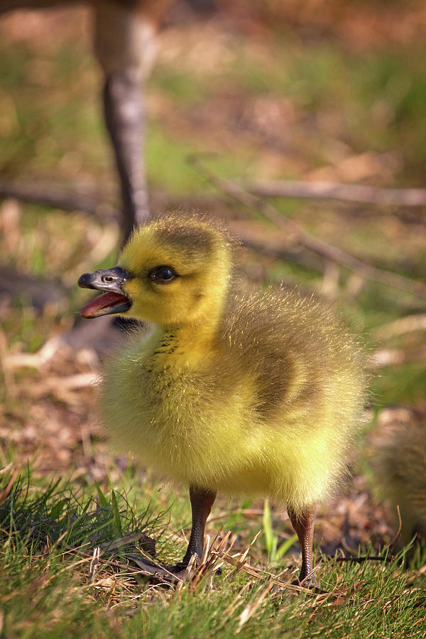 Yellow Canada Gosling Photograph by John Haldane