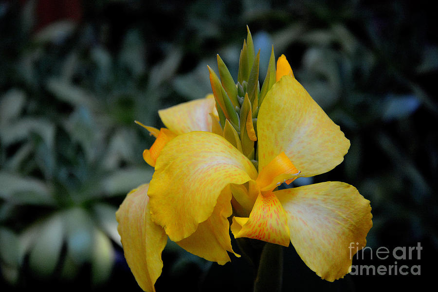 Yellow Canna Bloom Photograph by Tatyana Searcy