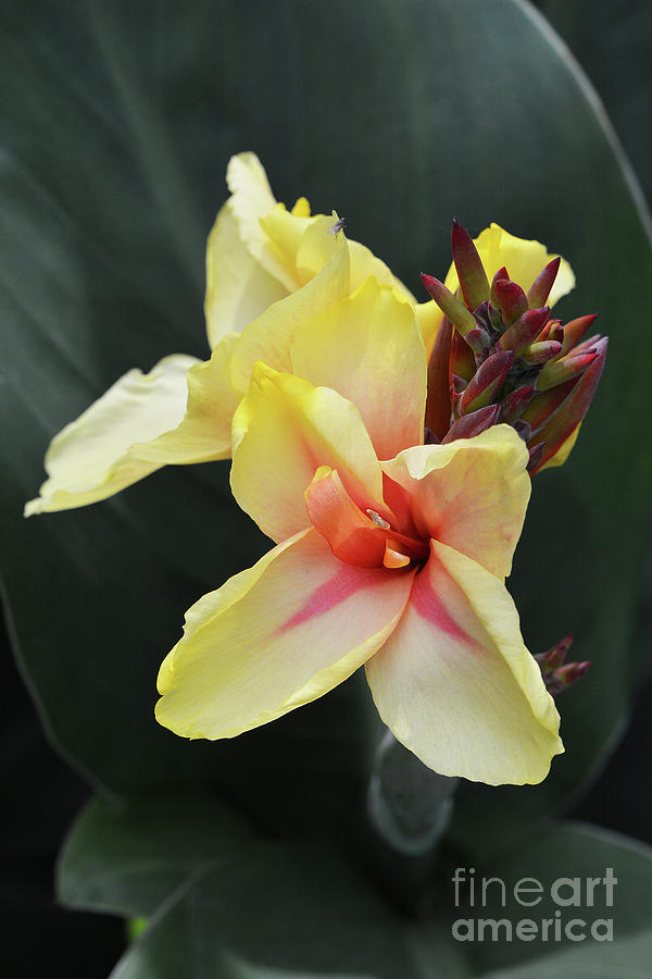 Yellow Canna Photograph by Cindy Manero