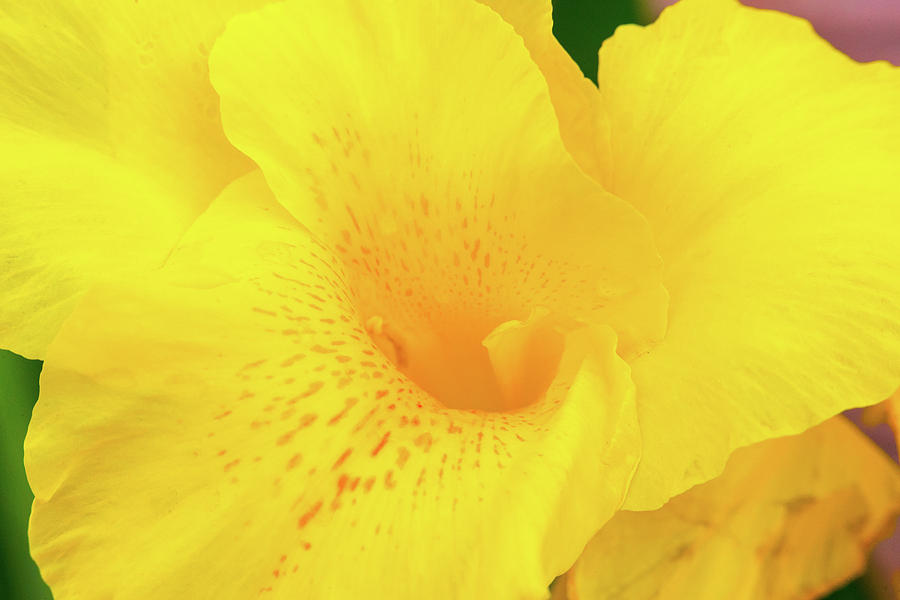 Yellow Canna Flower Bloom Photograph by SR Green