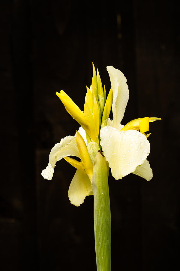 Yellow Canna Flower in Bloom Photograph by John Williams