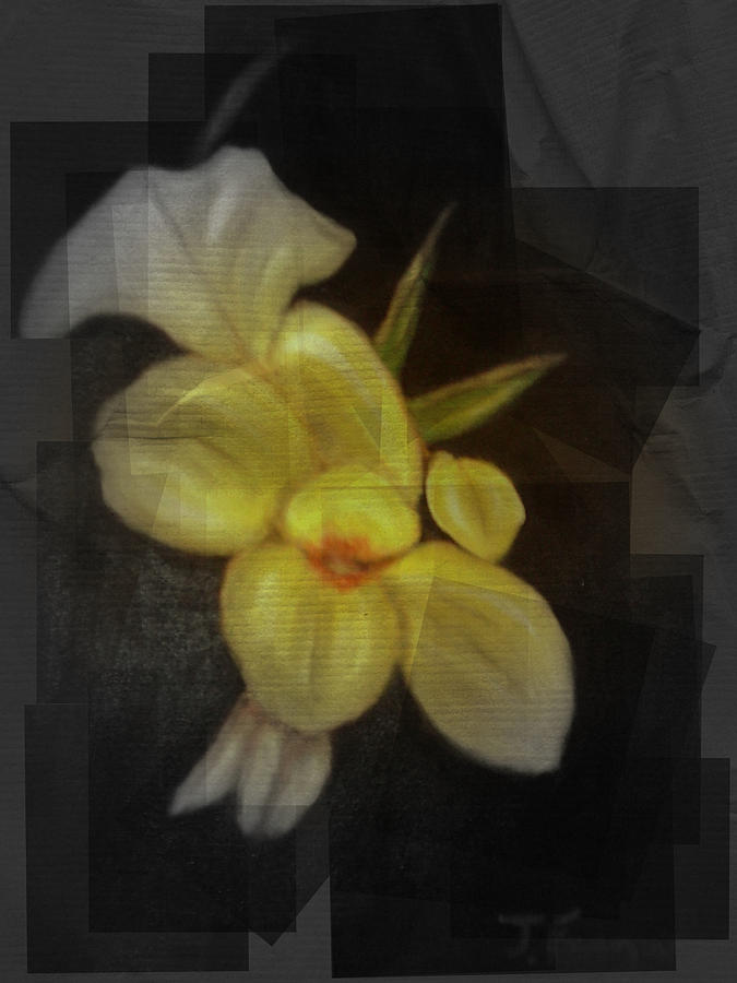 Yellow canna lilies Mixed Media by Joseph Ferguson