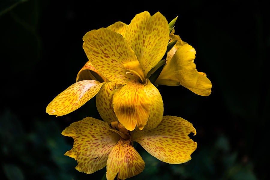 Yellow Canna Lily Photograph by Jay Stockhaus