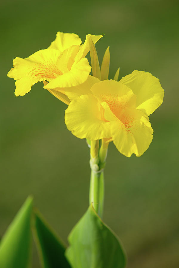Yellow Canna Lily Photograph by SR Green