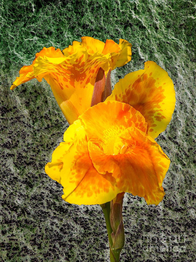 Flower Photograph - Yellow Cannon by Metaphor Photo