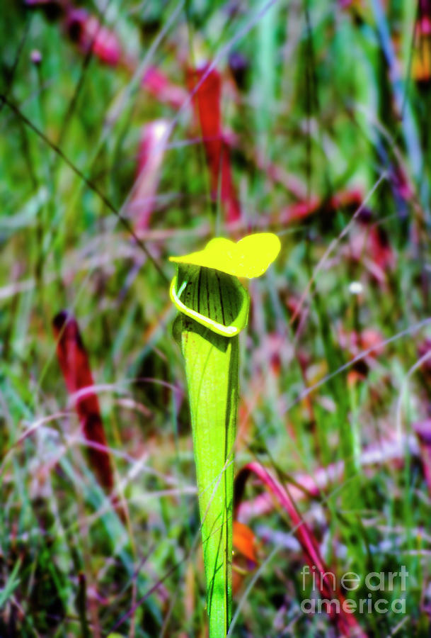 Big Thicket National Preserve Photograph - Yellow Cap by Bob Phillips