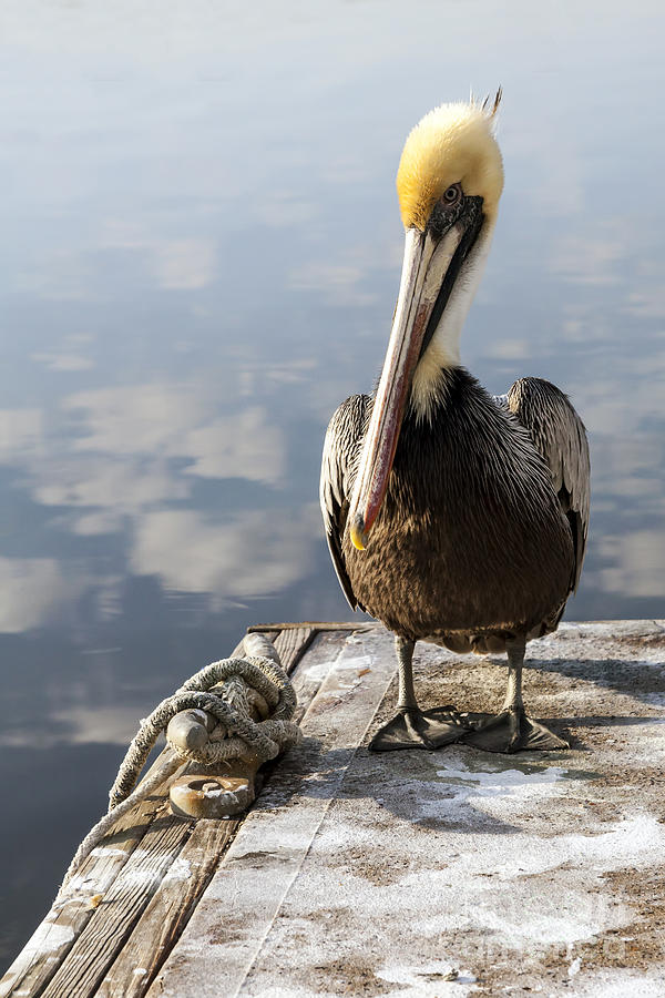 Yellow Capped Pelican on Dock by Lynn Palmer Yellow Capped Pelican on Dock by Lynn Palmer