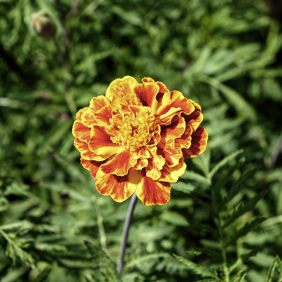 Yellow Carnation Photograph by Adrian Bud