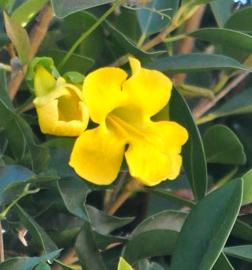 Yellow Cats Paw Vine Photograph by Jay Milo