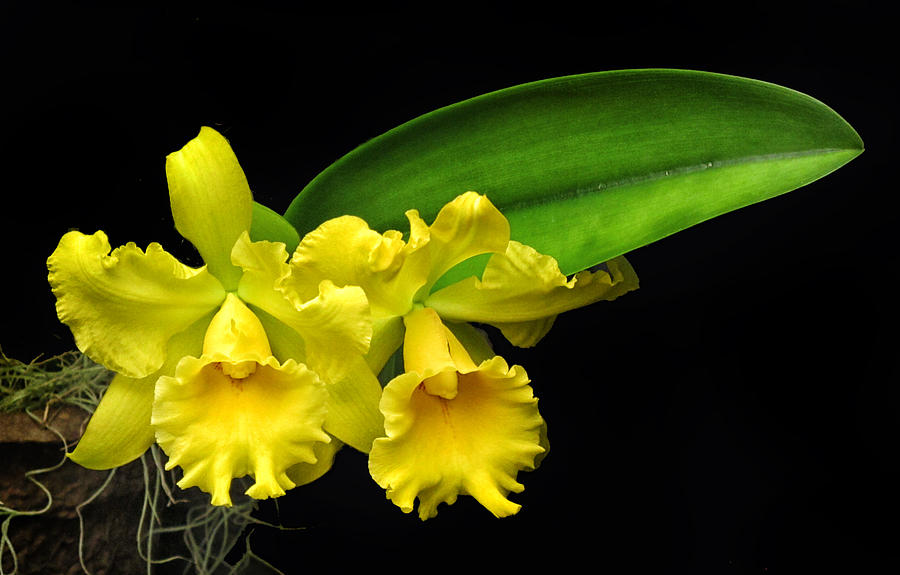 Yellow Cattleya Orchid Photograph by Dave Mills