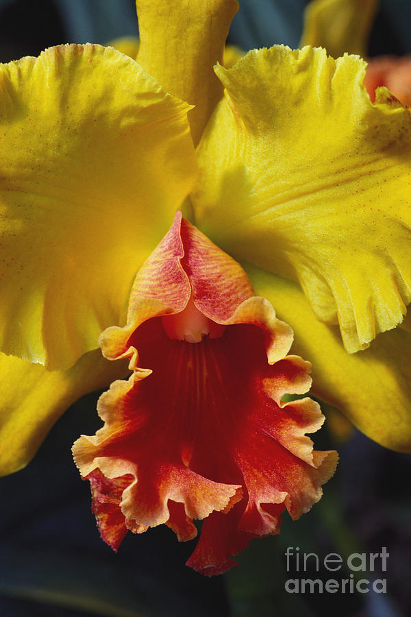 Yellow Cattleya Orchid Photograph by Greg Vaughn - Printscapes