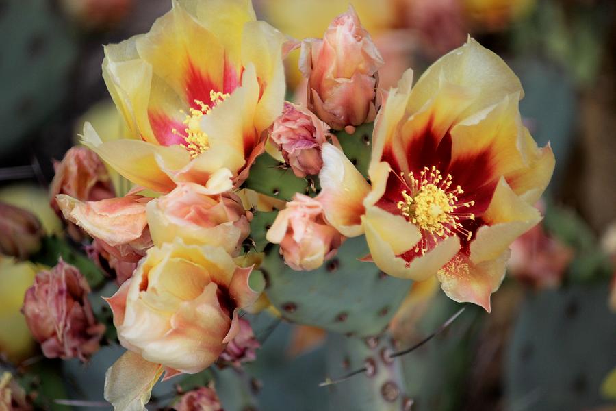 Yellow Cactus Flowers #1 Photograph by Douglas Miller