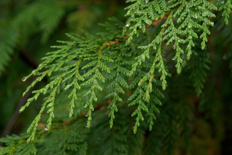 Yellow Cedar Chamaecyparis Nootkatensis Photograph by Ralph Lee Hopkins