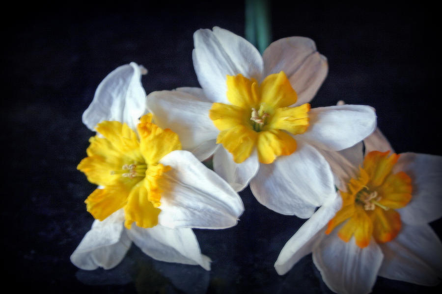 Yellow Centered Daffodils   Photograph by Kay Novy