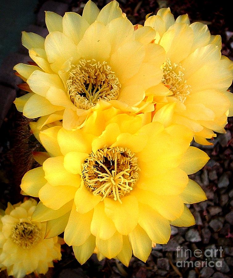 Yellow Cereus Photograph by Marilyn Smith