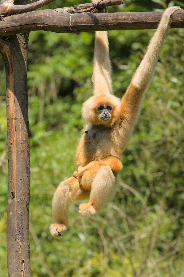 Yellow-cheeked Gibbon With Baby Photograph by Ian Middleton
