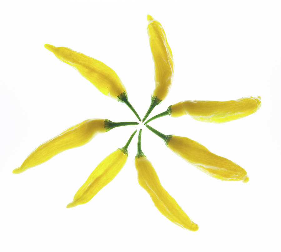 Yellow Chillie Star Photograph by Helen Jackson