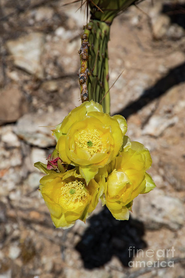 Yellow Cholla Blooms Photograph by Bob Phillips