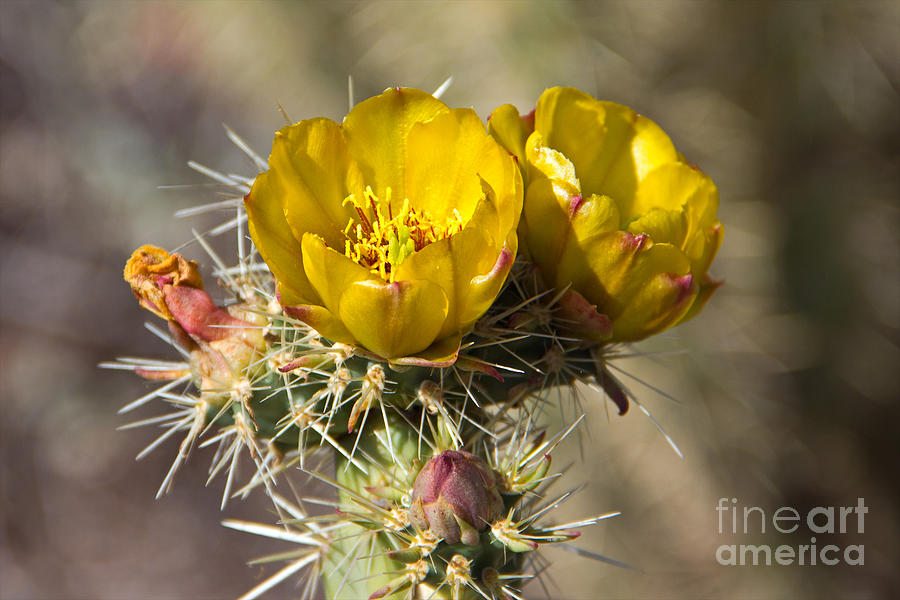 Yellow Cholla Cactus Flower Photograph by Kelly Holm