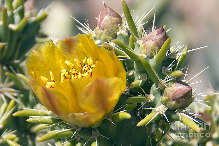 Yellow Cholla Flower Photograph by Kelly Holm