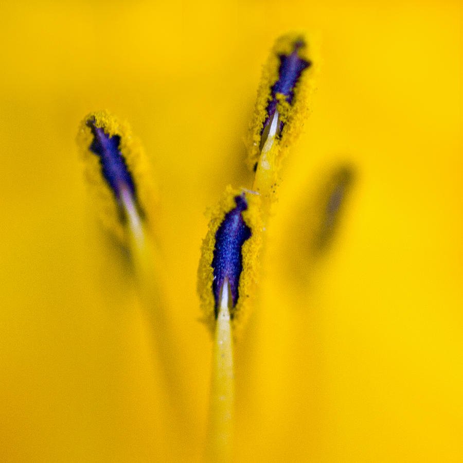 Abstract Photograph - Yellow by Christina Miller