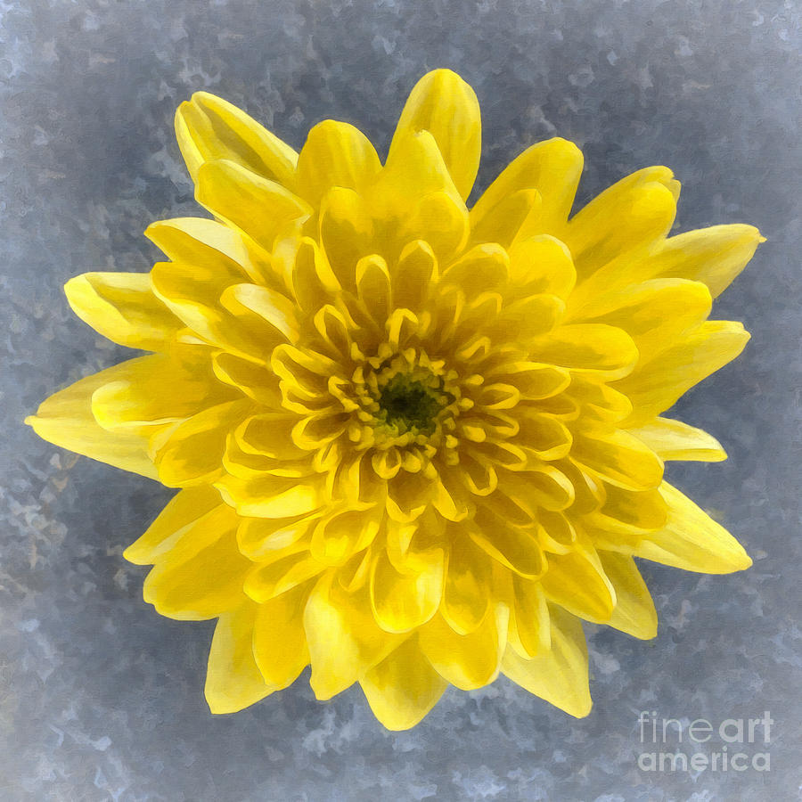 Yellow Chrysanthemum flower Digital Art by Liz Leyden
