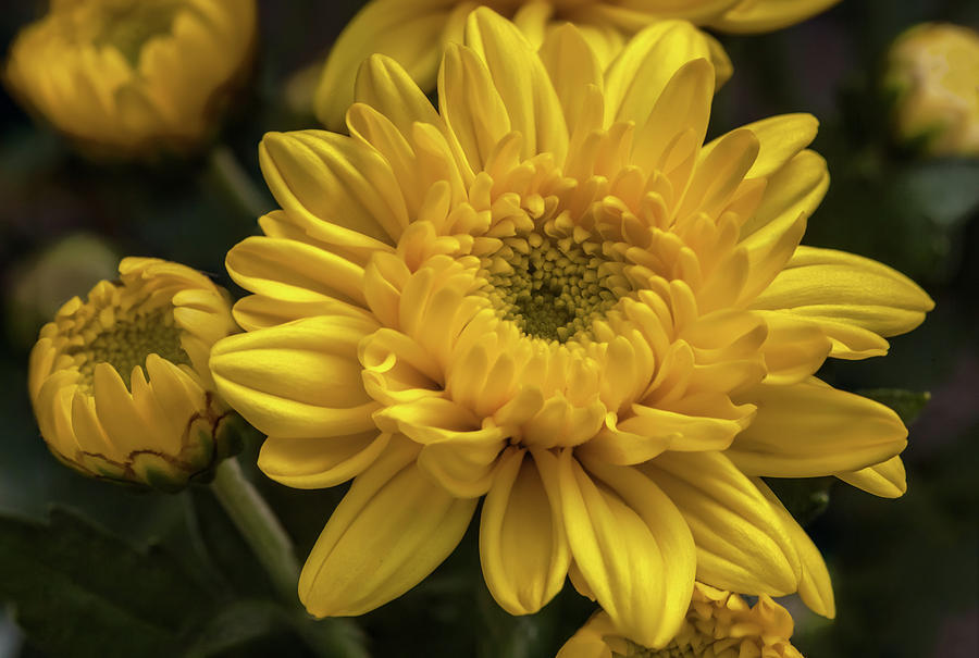 Yellow chrysanthemum flower Photograph by Tim Abeln