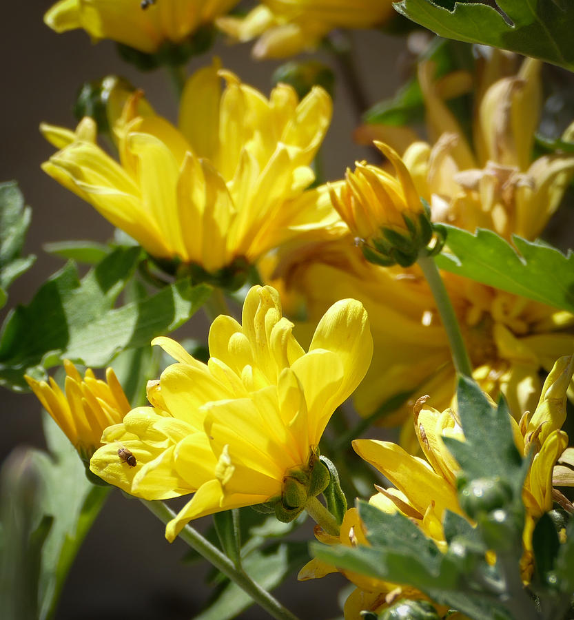 Yellow Chrysanthemum Photograph by Laurel Powell