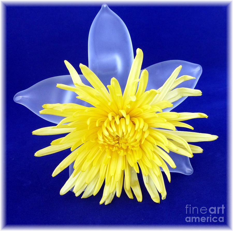 Yellow Chrysanthemum on glass Photograph by Barbie Corbett-Newmin