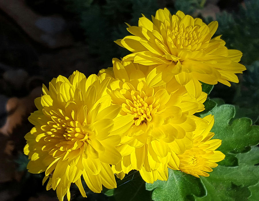 Yellow Chrysanthemums at Dusk Photograph by Sheila Brown