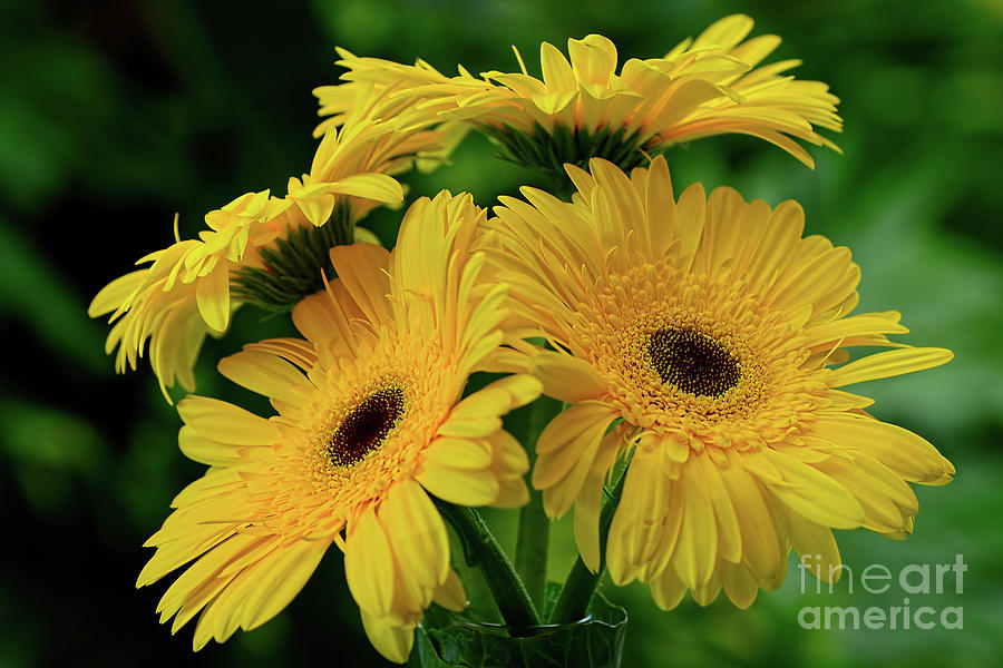 Flower Photograph - Yellow Chrysanthemums by Kaye Menner by Kaye Menner