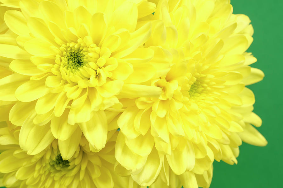Yellow Chrysanthemums On A Green Background. Photograph