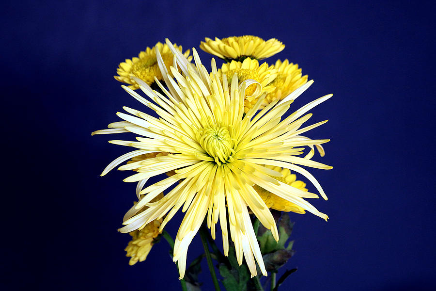 Yellow Chrysanthemums on Blue Photograph by Sheila Brown