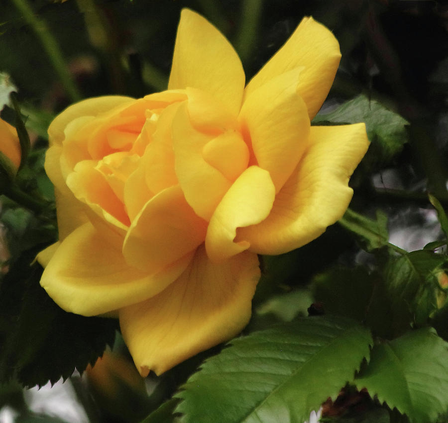 Yellow Climbing Rose Photograph by Jeff Townsend