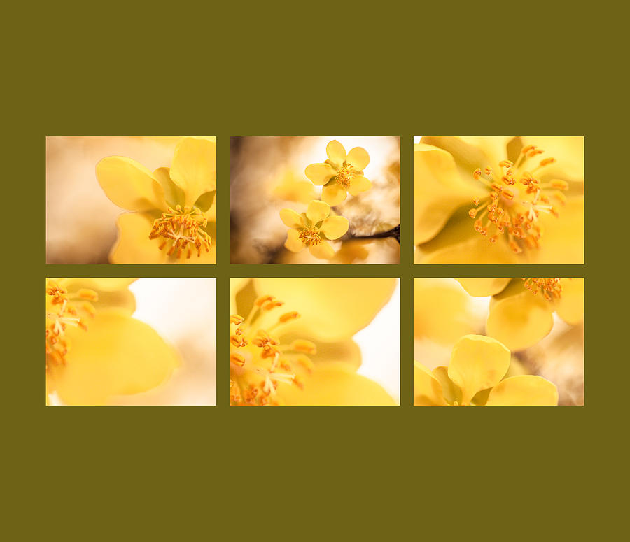 Flowers Still Life Photograph - Yellow close up by Isabel Laurent