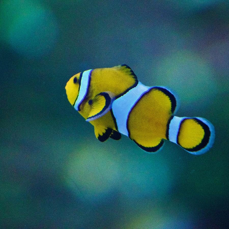 Yellow Clown Fish Photograph by Eric Tressler