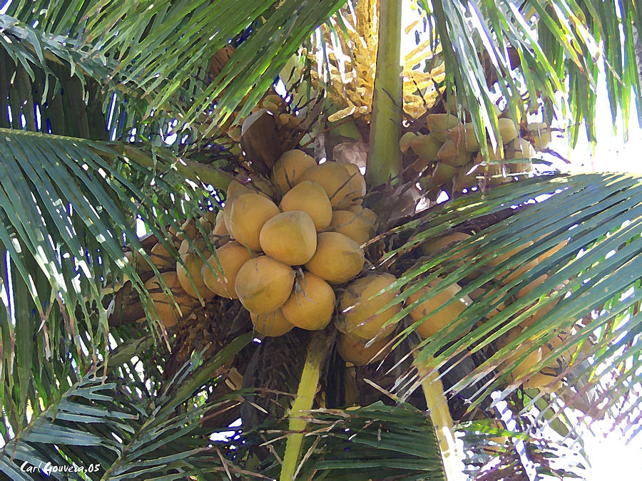 Yellow Coconut 1 Photograph by Carl Gouveia