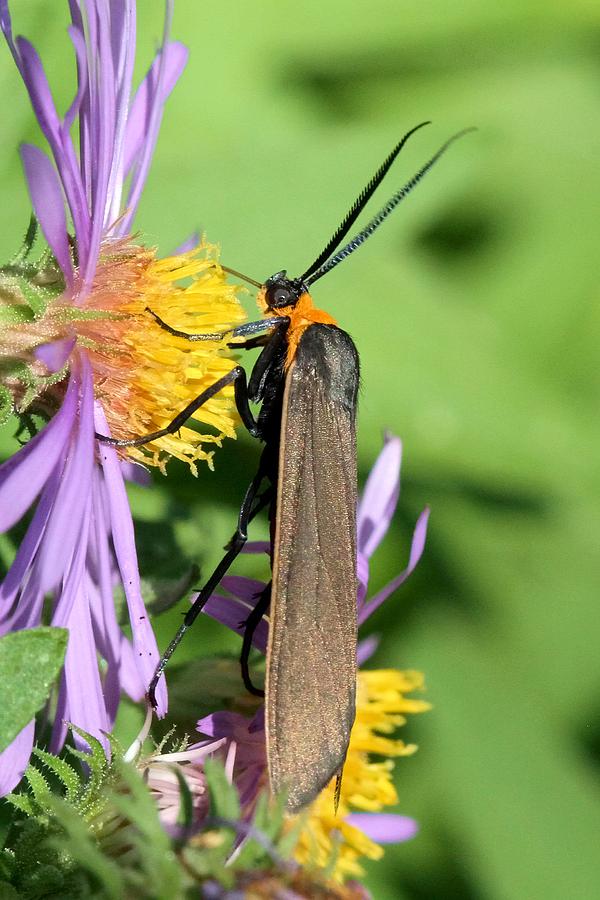 Nature Photograph - Yellow-collared Scape Moth by Doris Potter